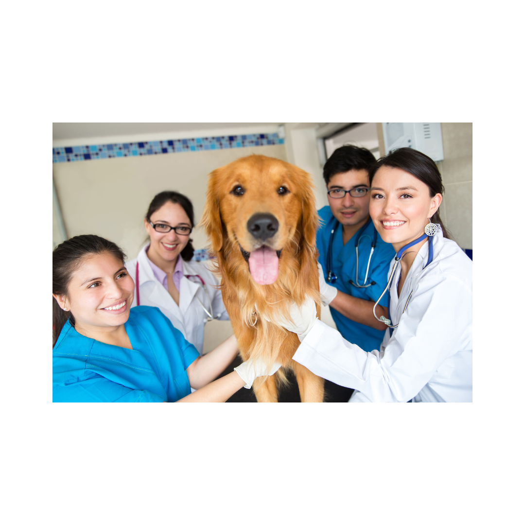 Pet Vet Planner