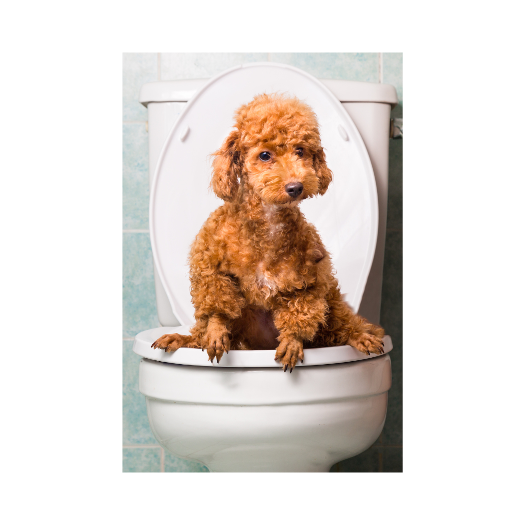 Pet Potty Training