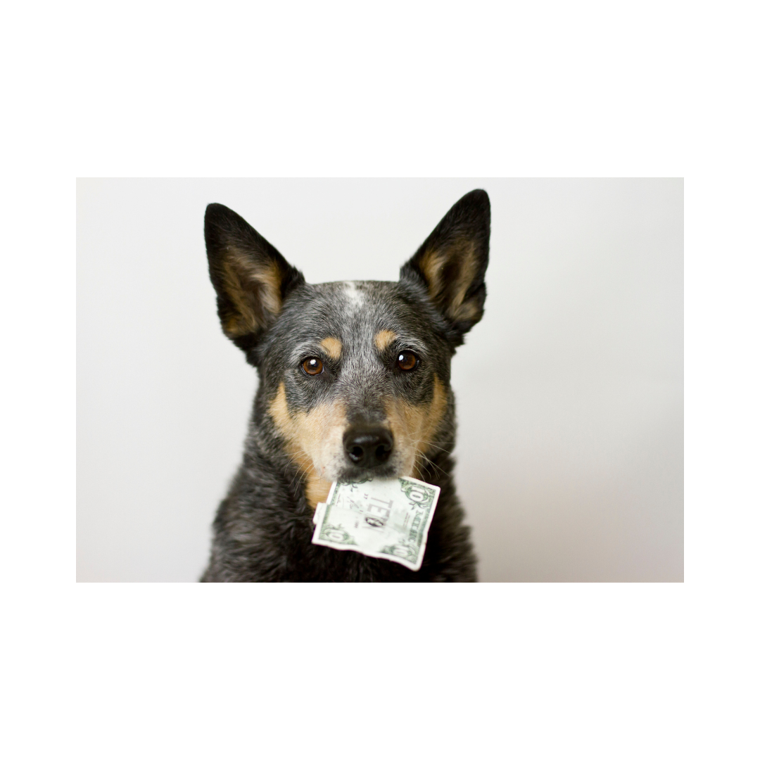 Pet Expense Tracker